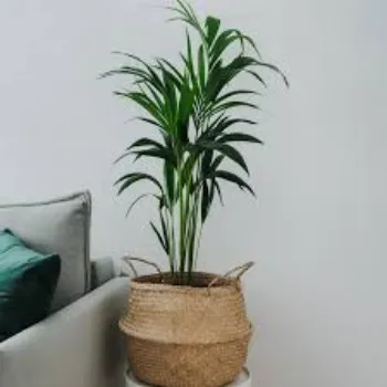 Natural Areca Palm Plant
